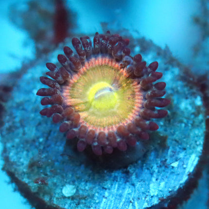 POTO Captain Marvel Zoa