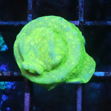 Hulk Lepto
