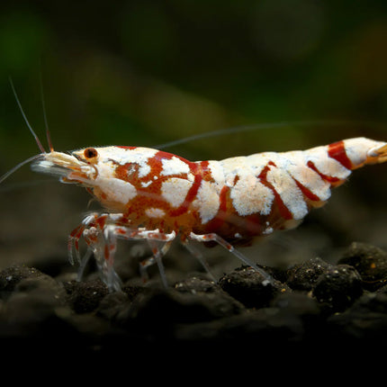 Freshwater Red Fancy Tiger (Cardinia) - Pack of 6