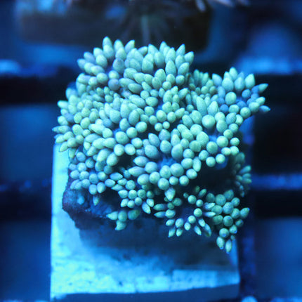 Minti Goni