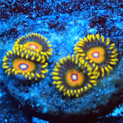 Super Saiyan Zoa