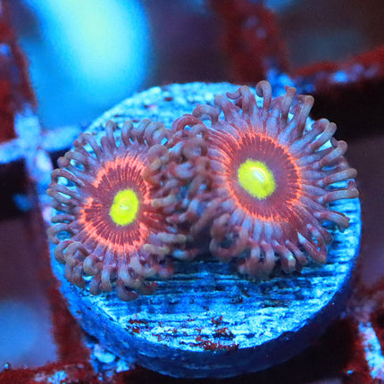 Pink Ring of Death Zoa