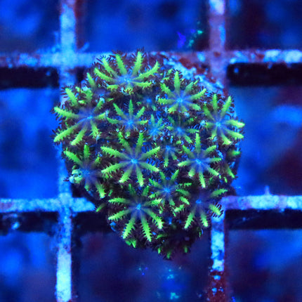 Blue Sympodium