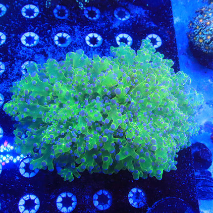 Ultra Bicolor Frogspawn