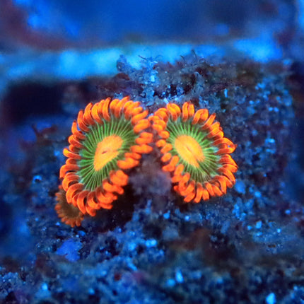 Gatorade Zoa