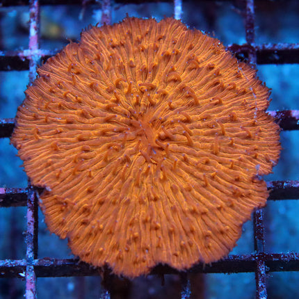 Orange Fungia Plate