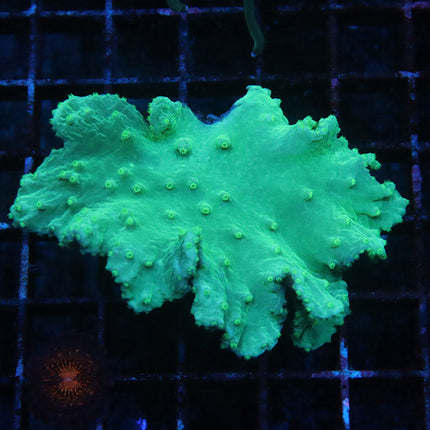 Neon Cabbage Coral