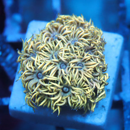 Yellow Swan Goni