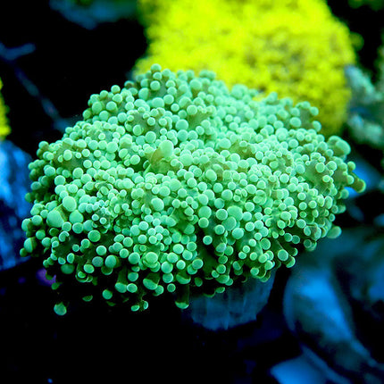 Nuclear Frogspawn