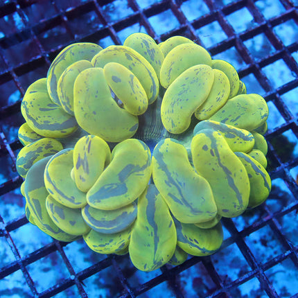 Ultra Splatter Neon Bubble Coral