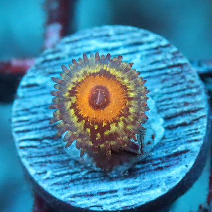 Godbeast Zoa