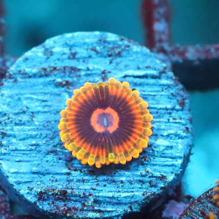 CC Mindtrick Zoa