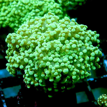 Nuclear Frogspawn