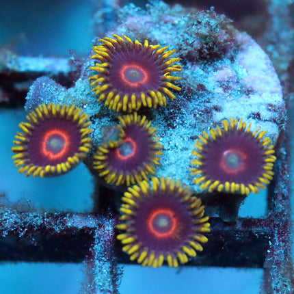 Jawbreaker Zoa