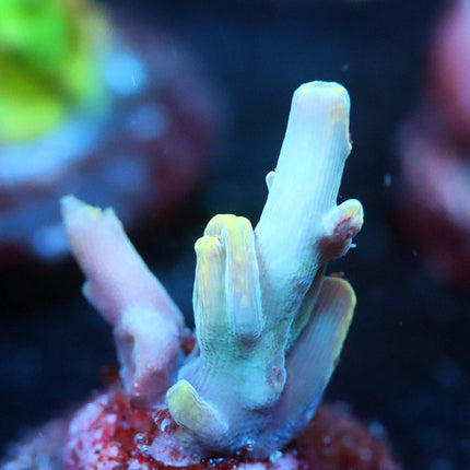 RRUSA Dday