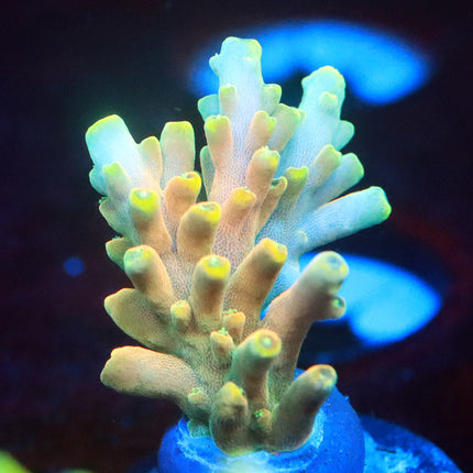WWC King Fiji
