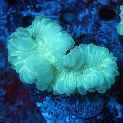 Fantastic Fox Coral