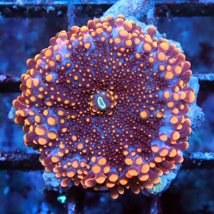 POTO Orange Galaxy Yuma