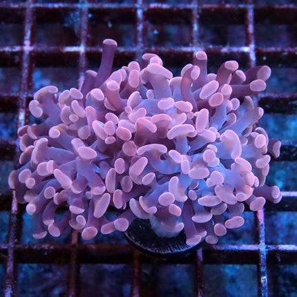 Pink Branching Hammer