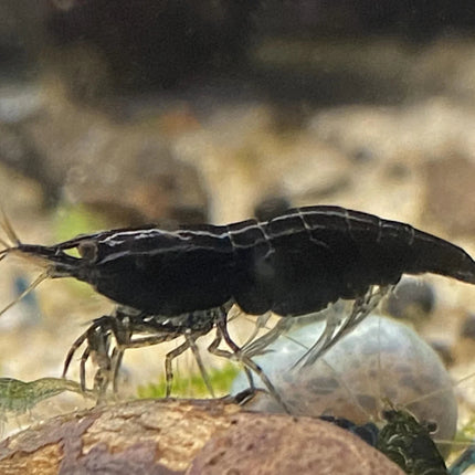 Freshwater Black Rose Shrimp (Neocaridina) *Stock Photo* (Pack of 10)