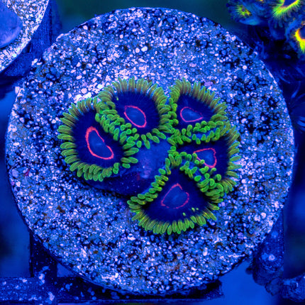 WWC Purple Heart Ring Zoa