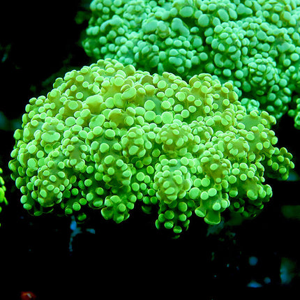 Nuclear Frogspawn