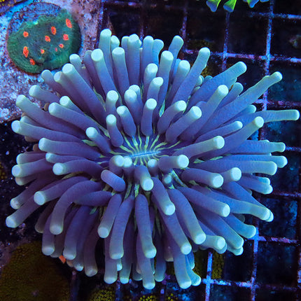 Pinwheel Helio Fungia Plate