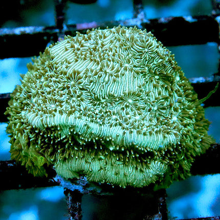 Minty Lepta