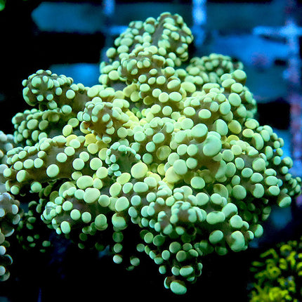 Rainbow Octospawn