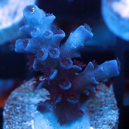Deep Blue Hoeksemai