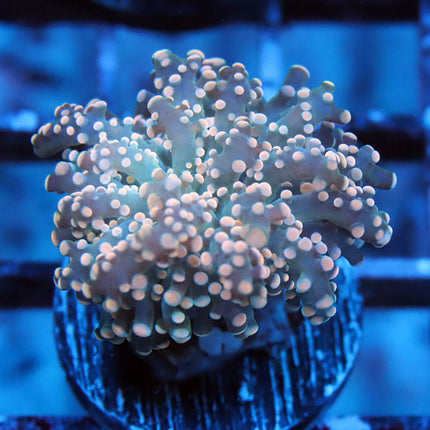 Peachy Tipped Octospawn