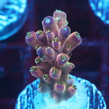 POTO Acrophillia