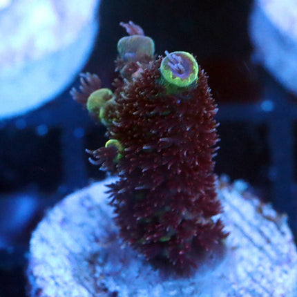 Raising Reef Blue Flame
