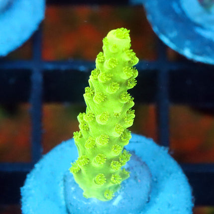 Bali Slimer
