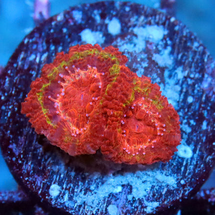 Black Hole Sun Acan