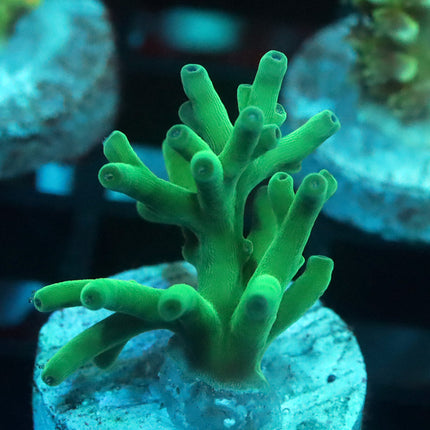 ORA Hawkin's Echinata