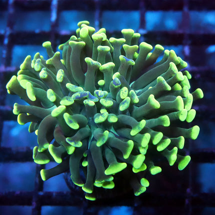 Neon Branching Hammer