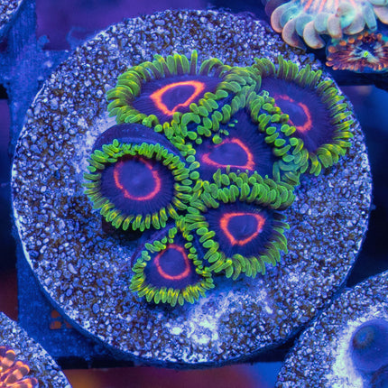 WWC Purple Heart Ring Zoa