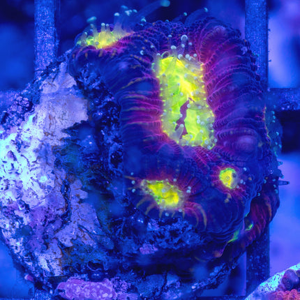 CB Radioactive Favia