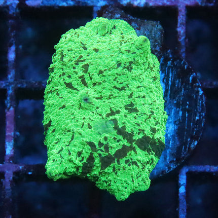 Krptonite Jawbreaker Mushroom