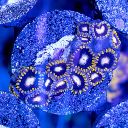 Blackhole Sun Zoa