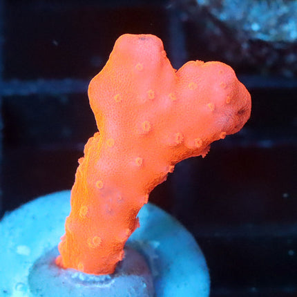 POTO Red Lava Setosa