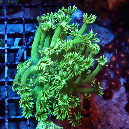 Neon Long Tentacle Goni Mini Colony