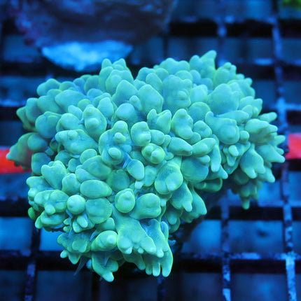 Teal Pearl Bubble Coral