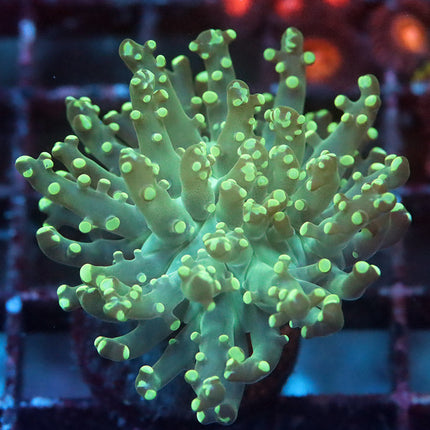 Teal Octospawn