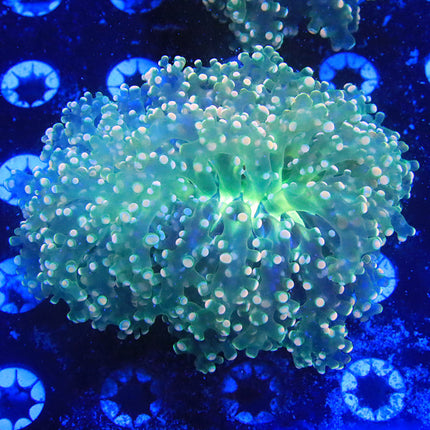Fairy Garden Frogspawn