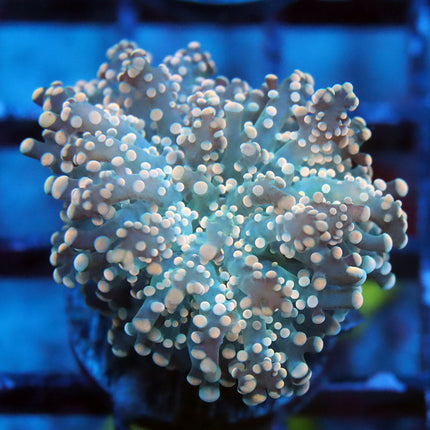 Peachy Octospawn