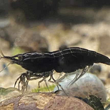 Freshwater Black Rose Neo Shrimp (Pack of 10)