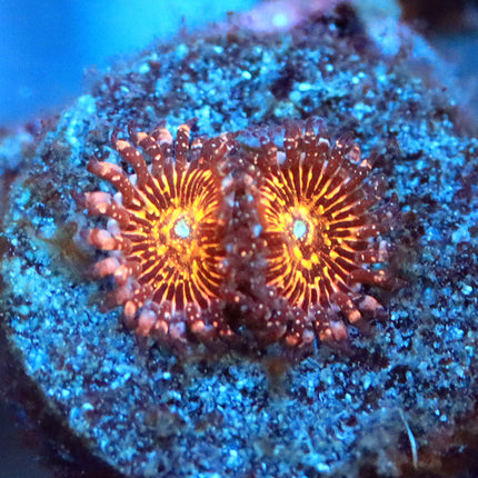 JF Acid Trip Zoa