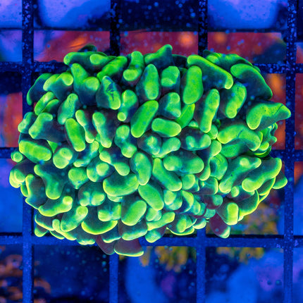 Neon Green hammer 2 heads